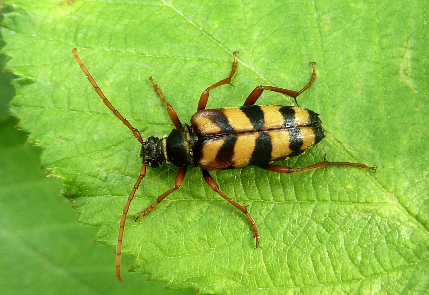 Leptura aurulenta