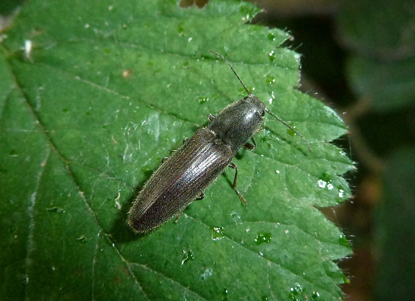 Athous haemorrhoidalis