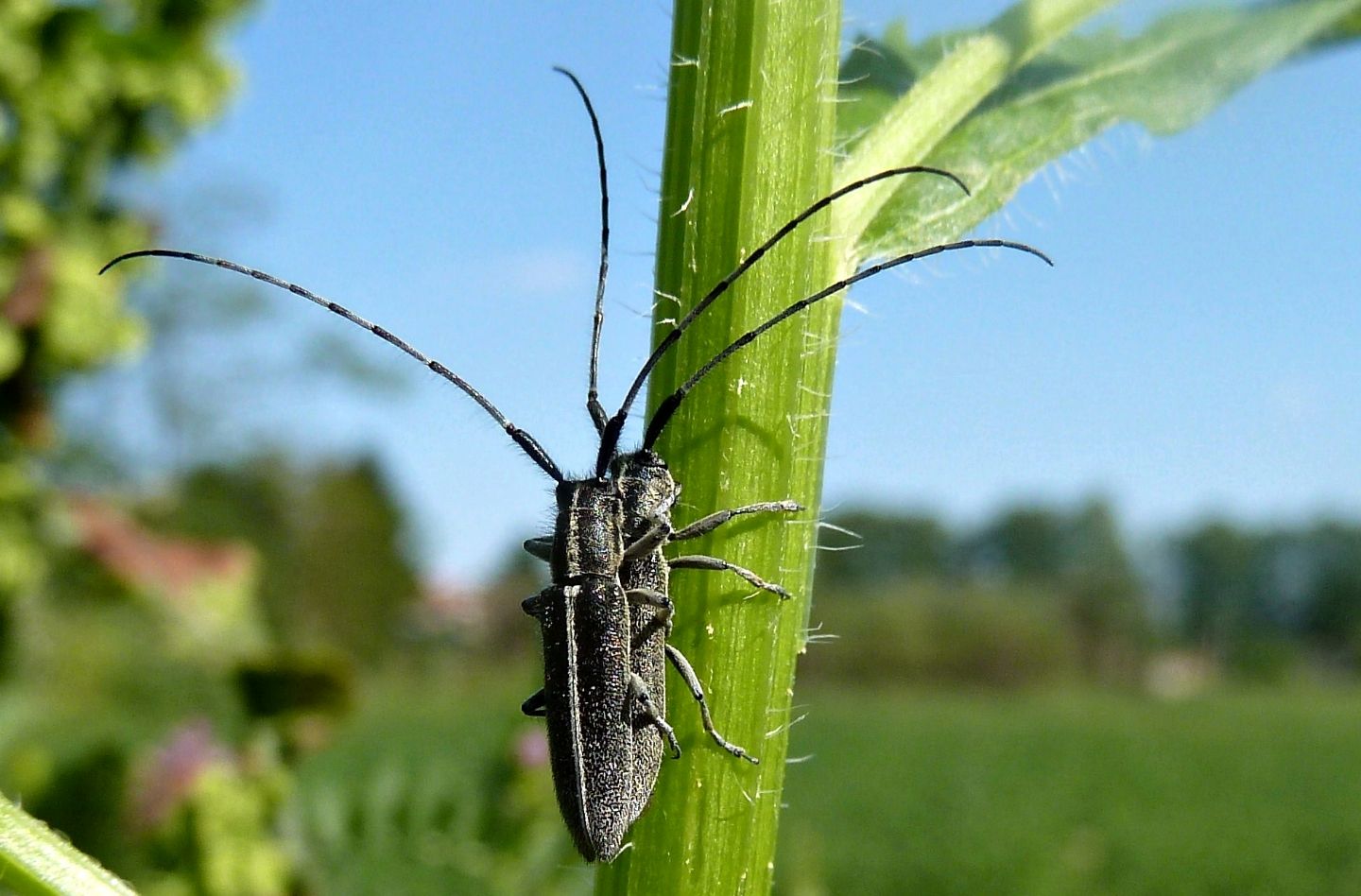 Agapanthia cfr. cardui