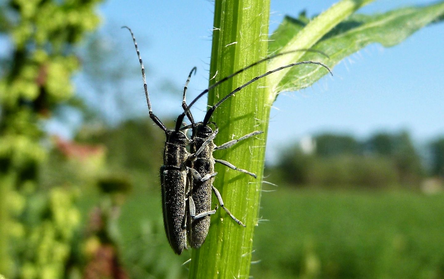 Agapanthia cfr. cardui