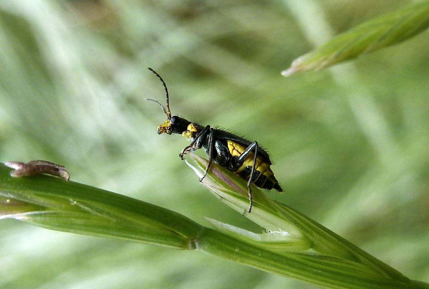 Malachiidae da identificare - Clanoptilus sp. e Malachius cfr. australis