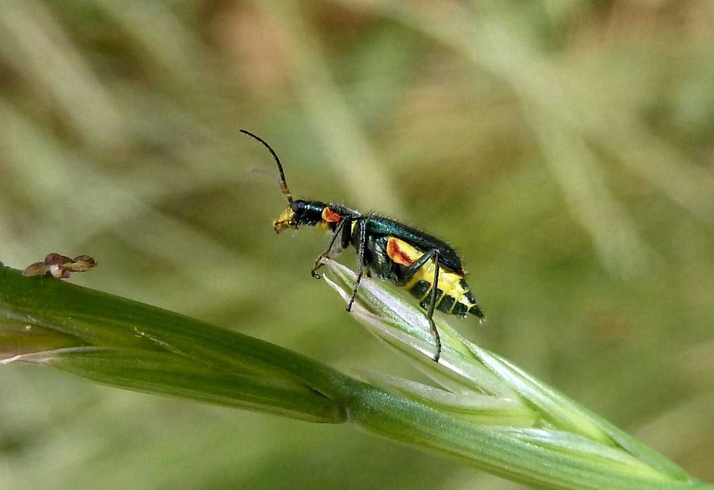 Malachiidae da identificare - Clanoptilus sp. e Malachius cfr. australis