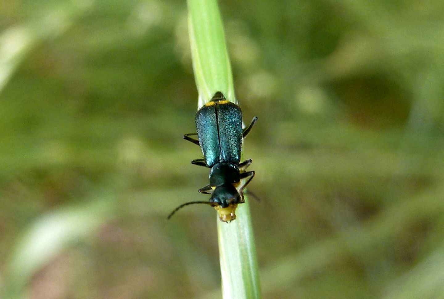 Malachiidae da identificare - Clanoptilus sp. e Malachius cfr. australis