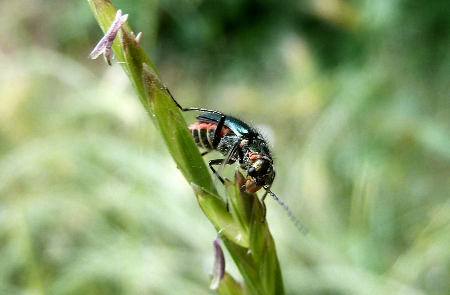 Malachiidae da identificare - Clanoptilus sp. e Malachius cfr. australis