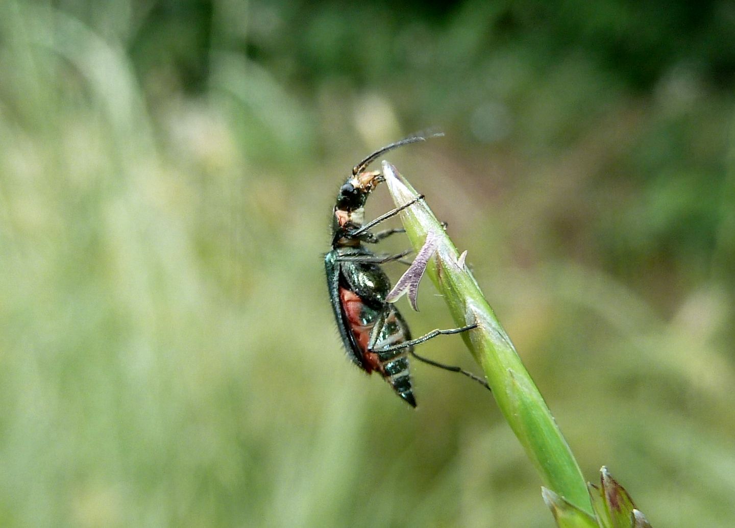 Malachiidae da identificare - Clanoptilus sp. e Malachius cfr. australis