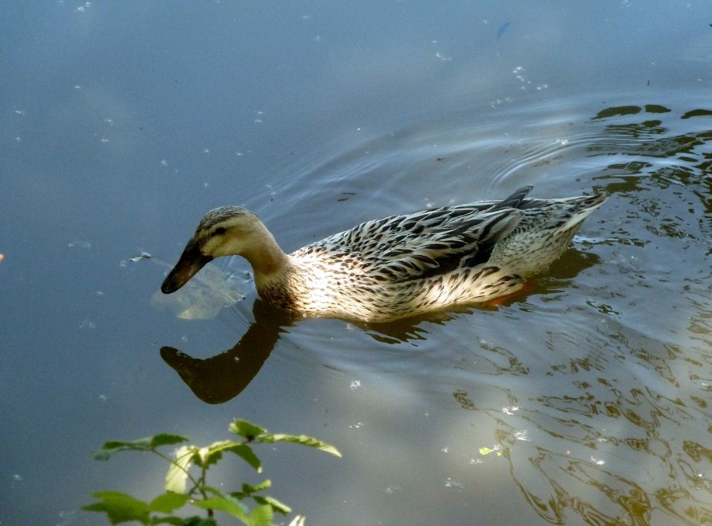 Anatre germanate