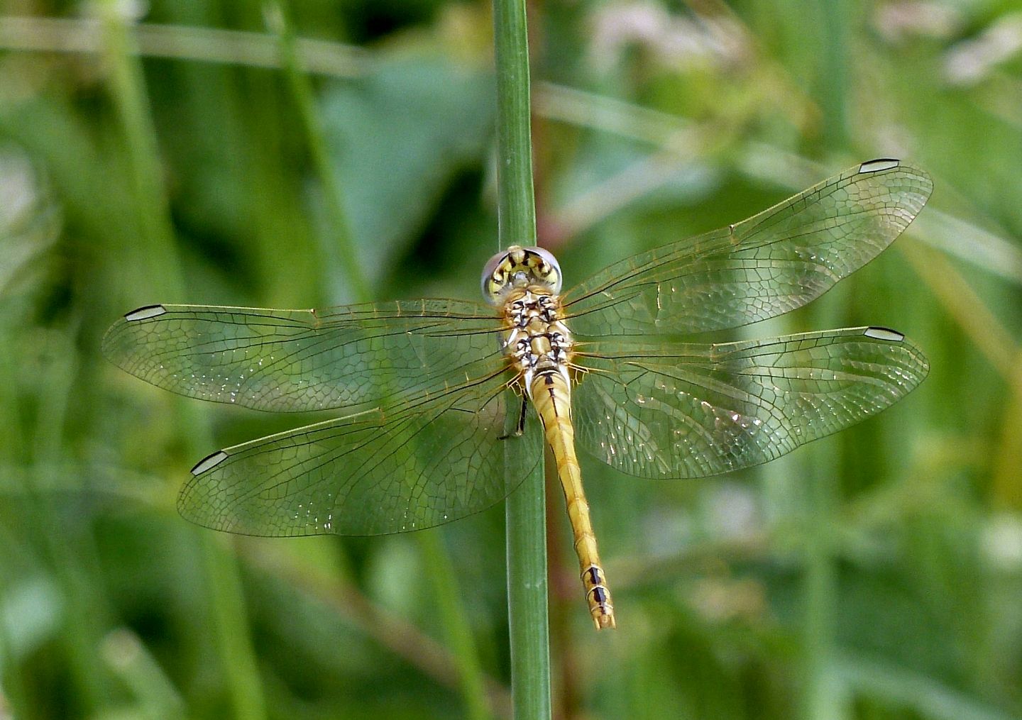 Anisottero da identificare: Sympetrum fonscolombii