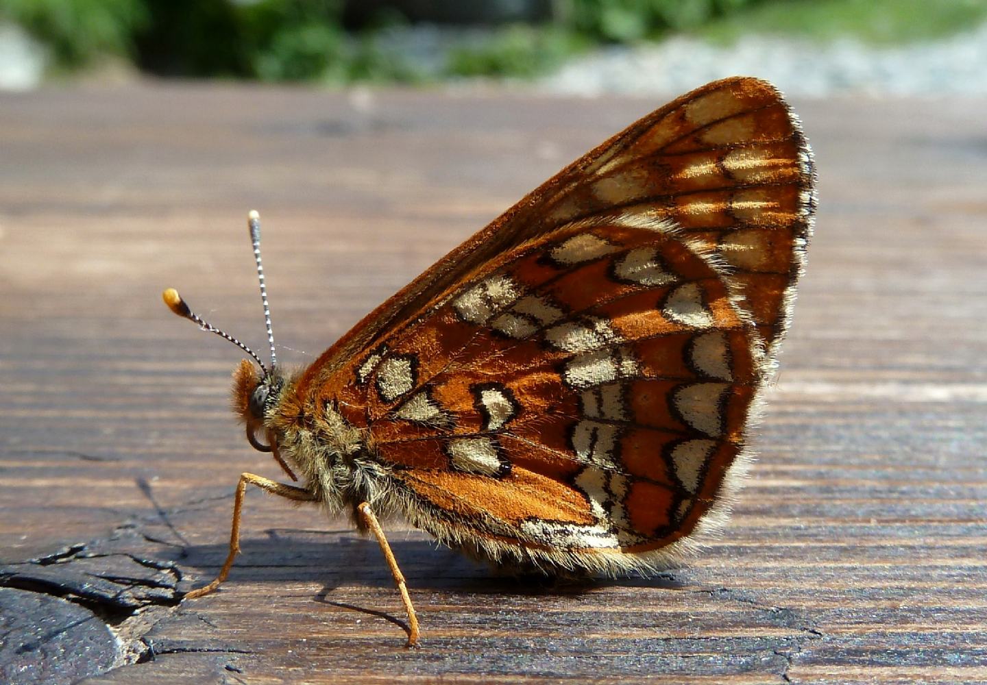 La mia prima Euphydryas! - Euphydryas intermedia