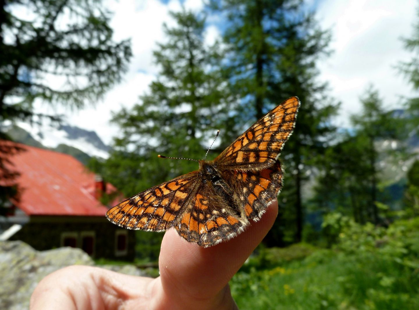 La mia prima Euphydryas! - Euphydryas intermedia