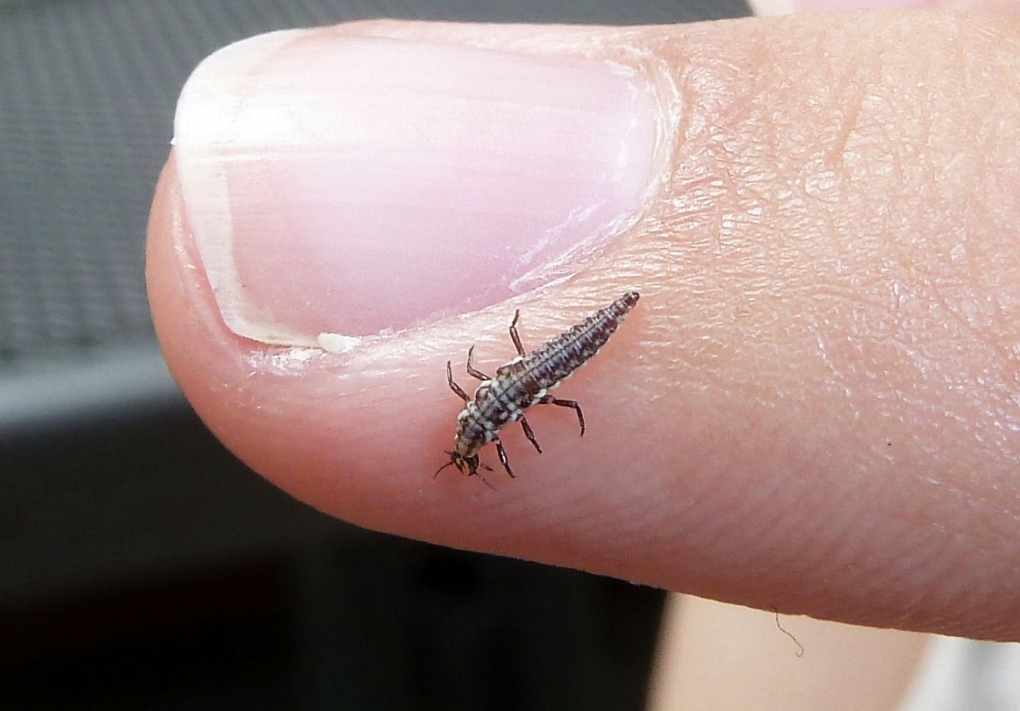 Larva di Hemerobiidae da identificare