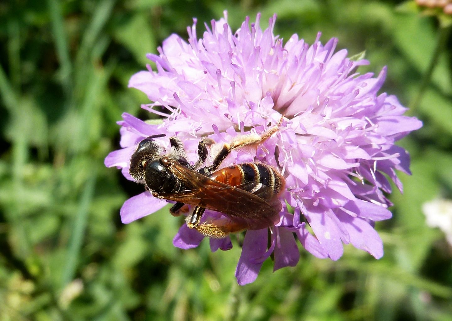 Nosate (MI) - Andrena hattorfiana