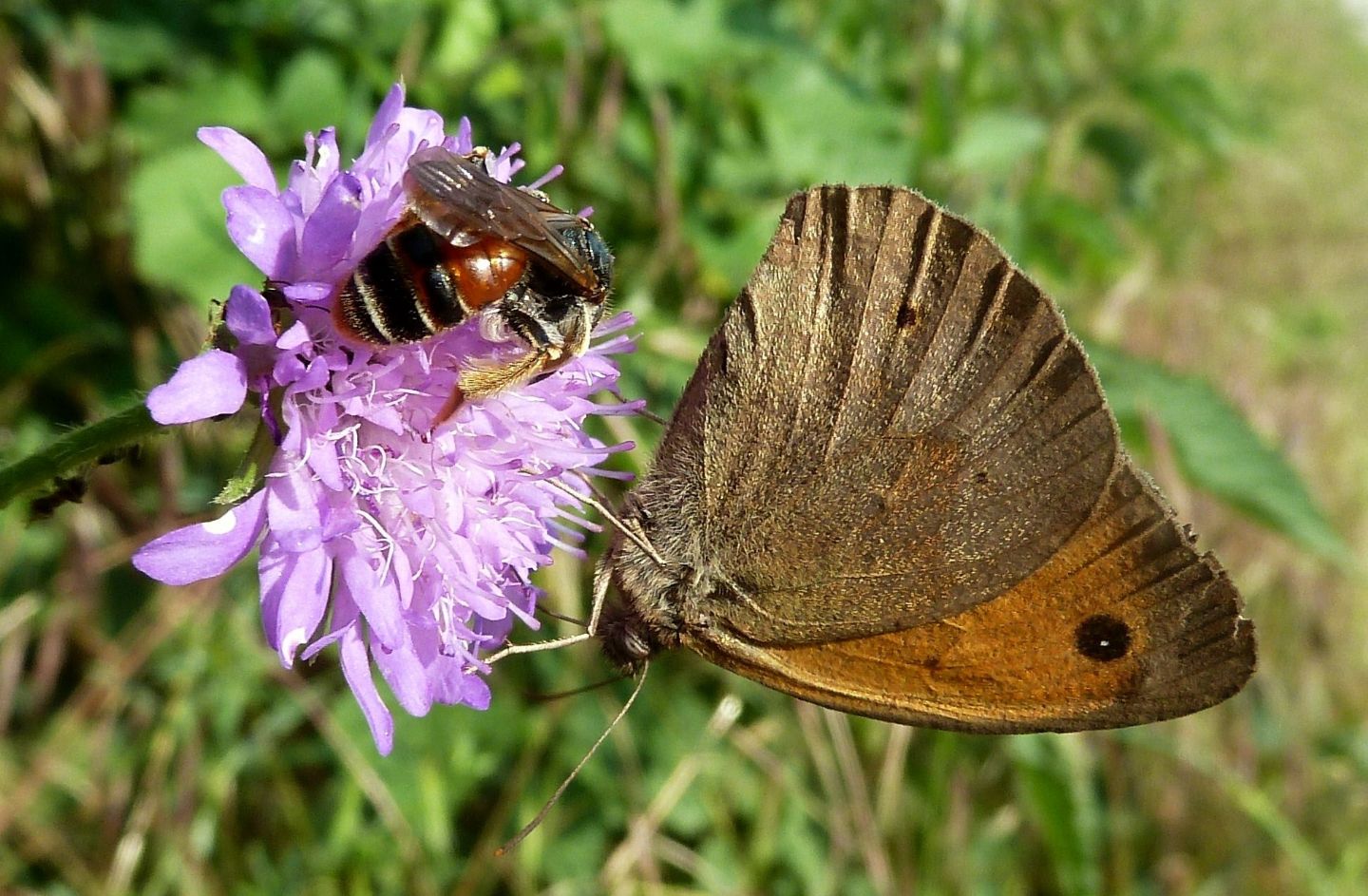Nosate (MI) - Andrena hattorfiana