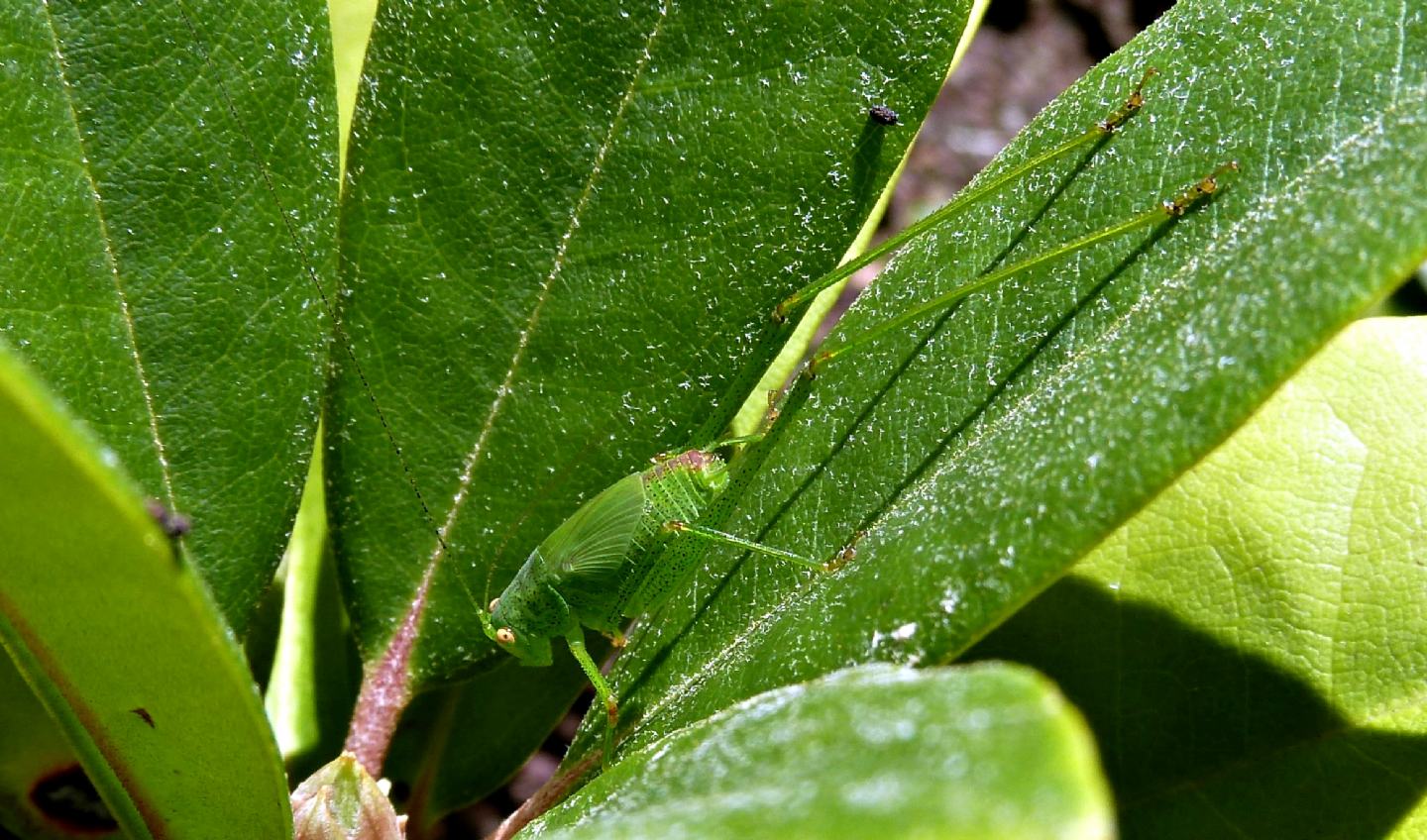 Ninfa di Phaneroptera nana