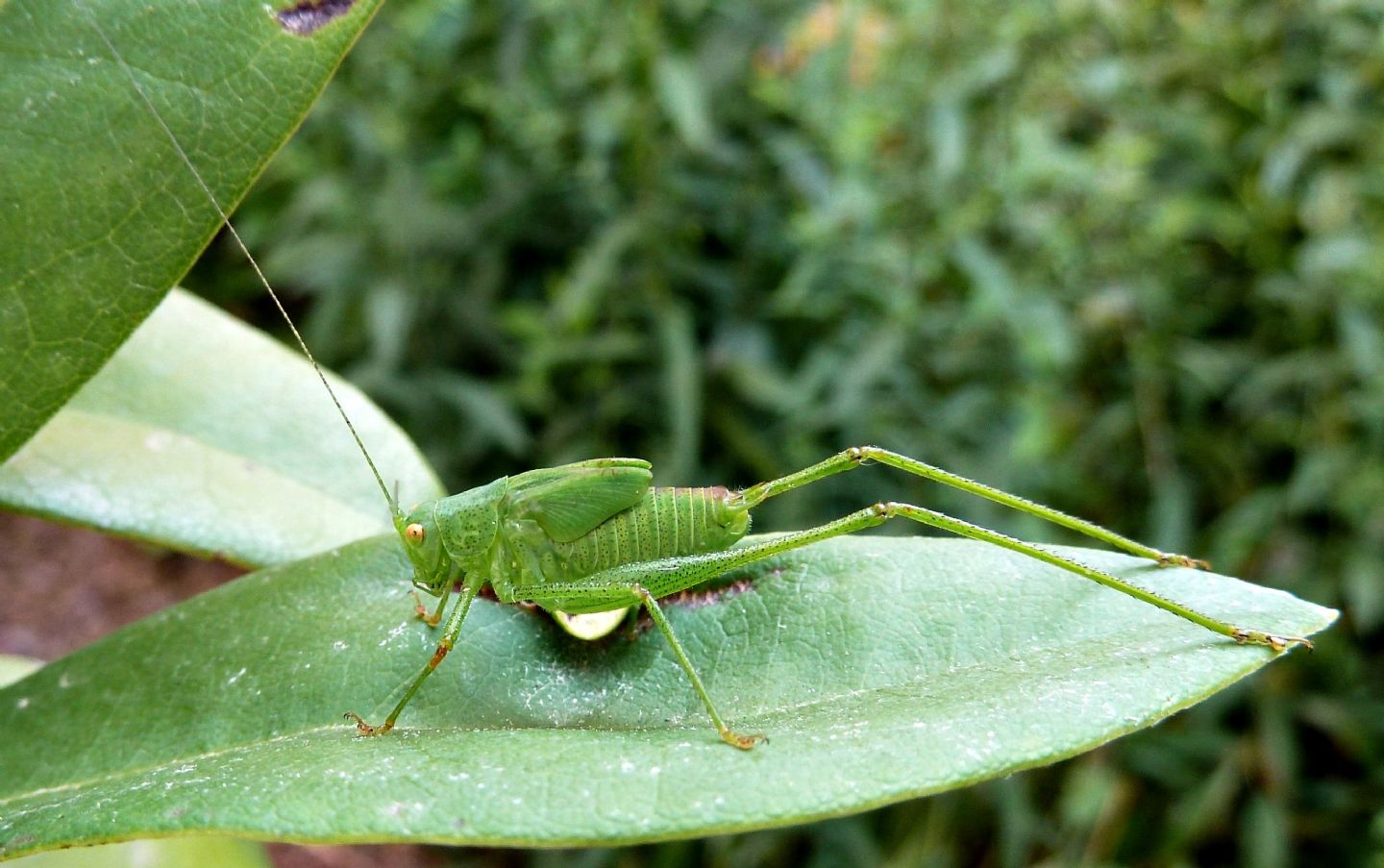 Ninfa di Phaneroptera nana