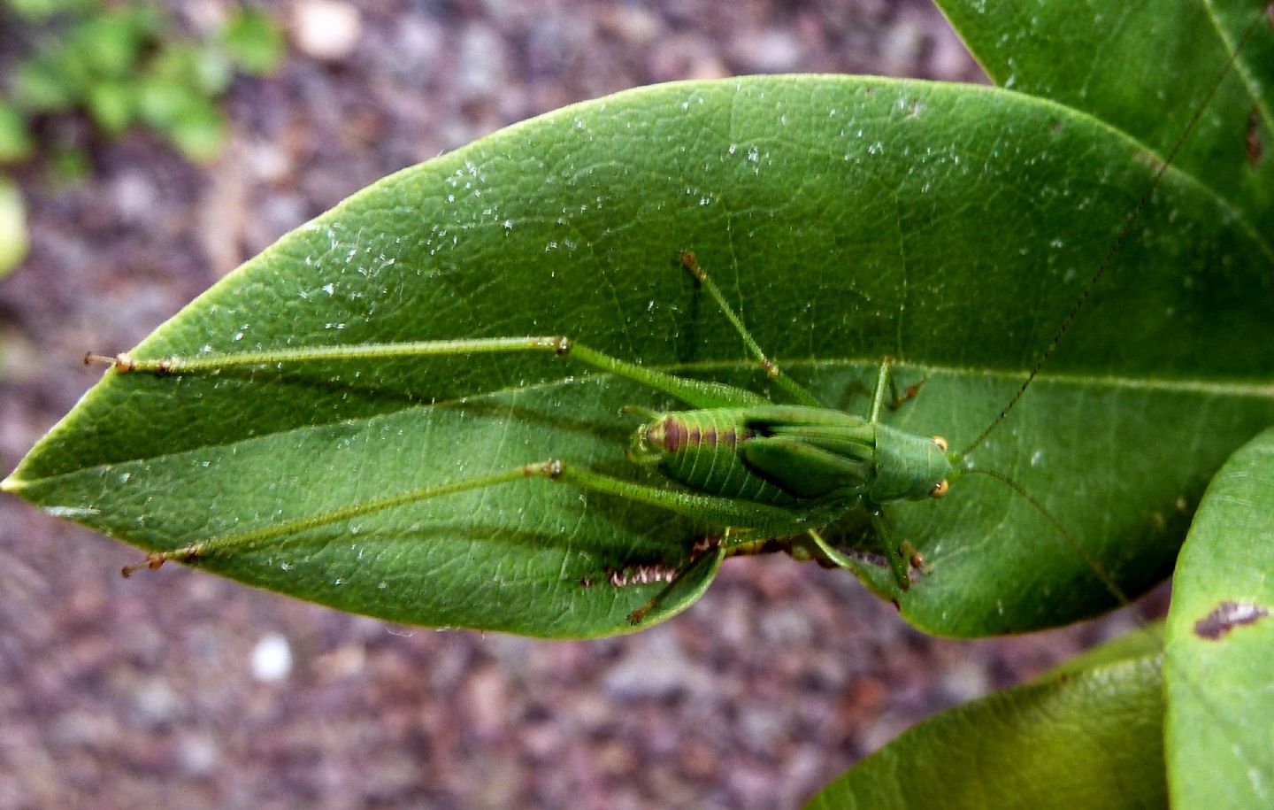 Ninfa di Phaneroptera nana