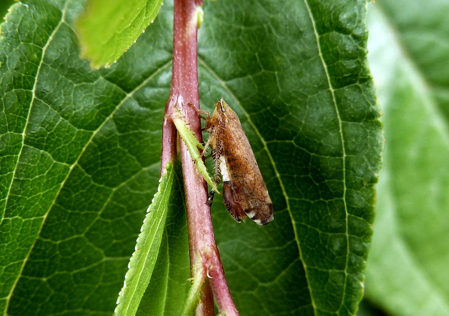 Fieberiella florii, cicadellide