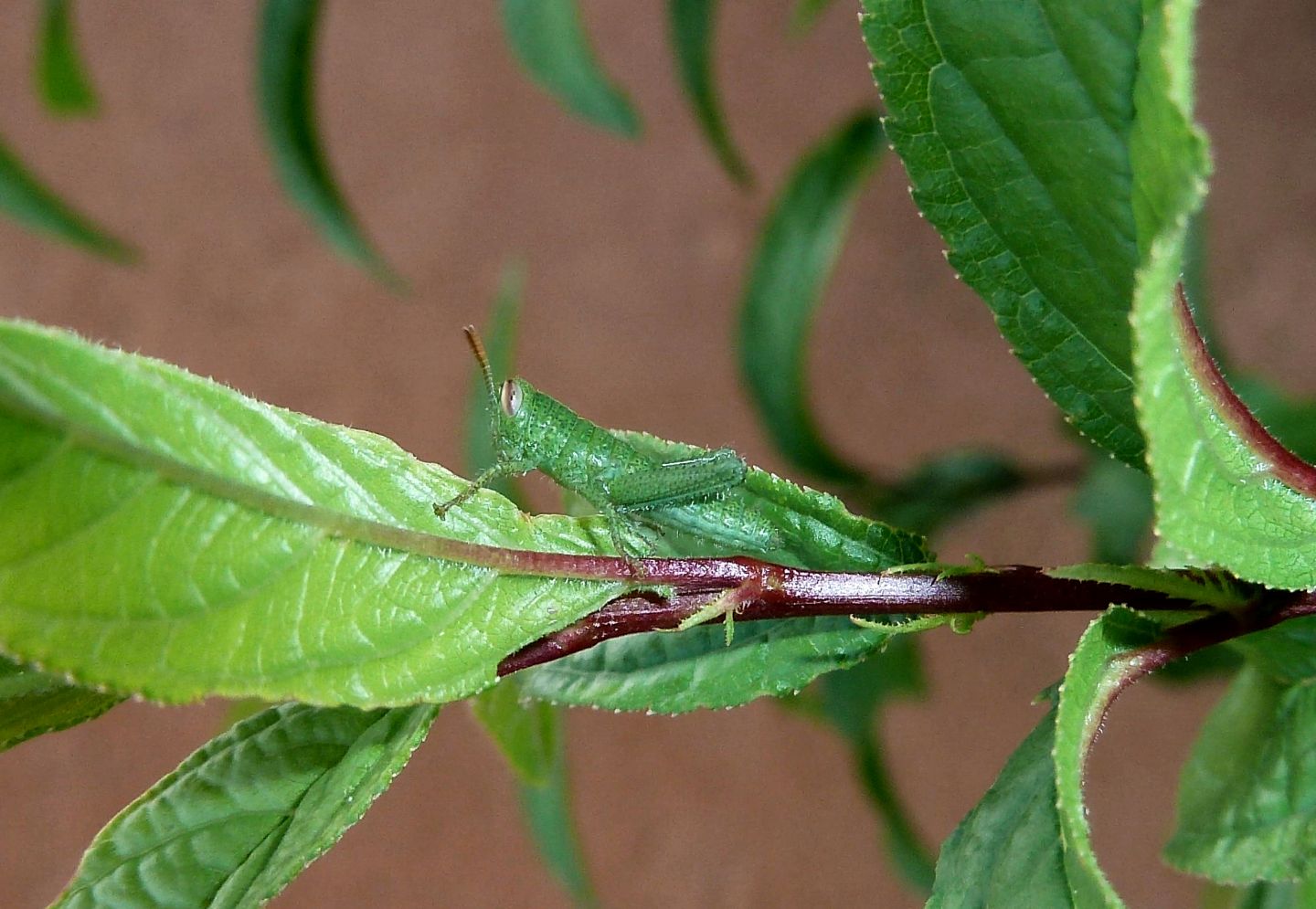 Giovane Anacridium aegyptium