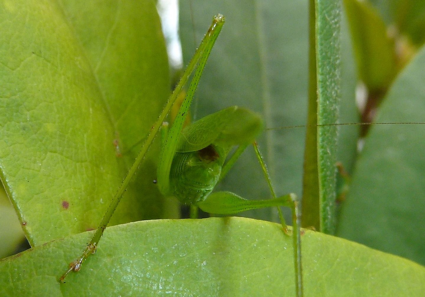 Ninfa di Phaneroptera nana