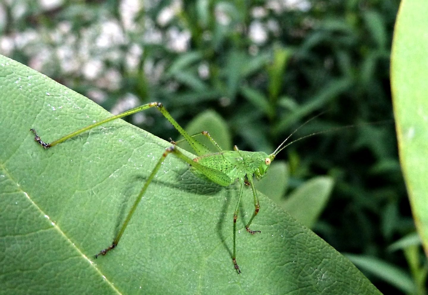 Ninfa di Phaneroptera nana