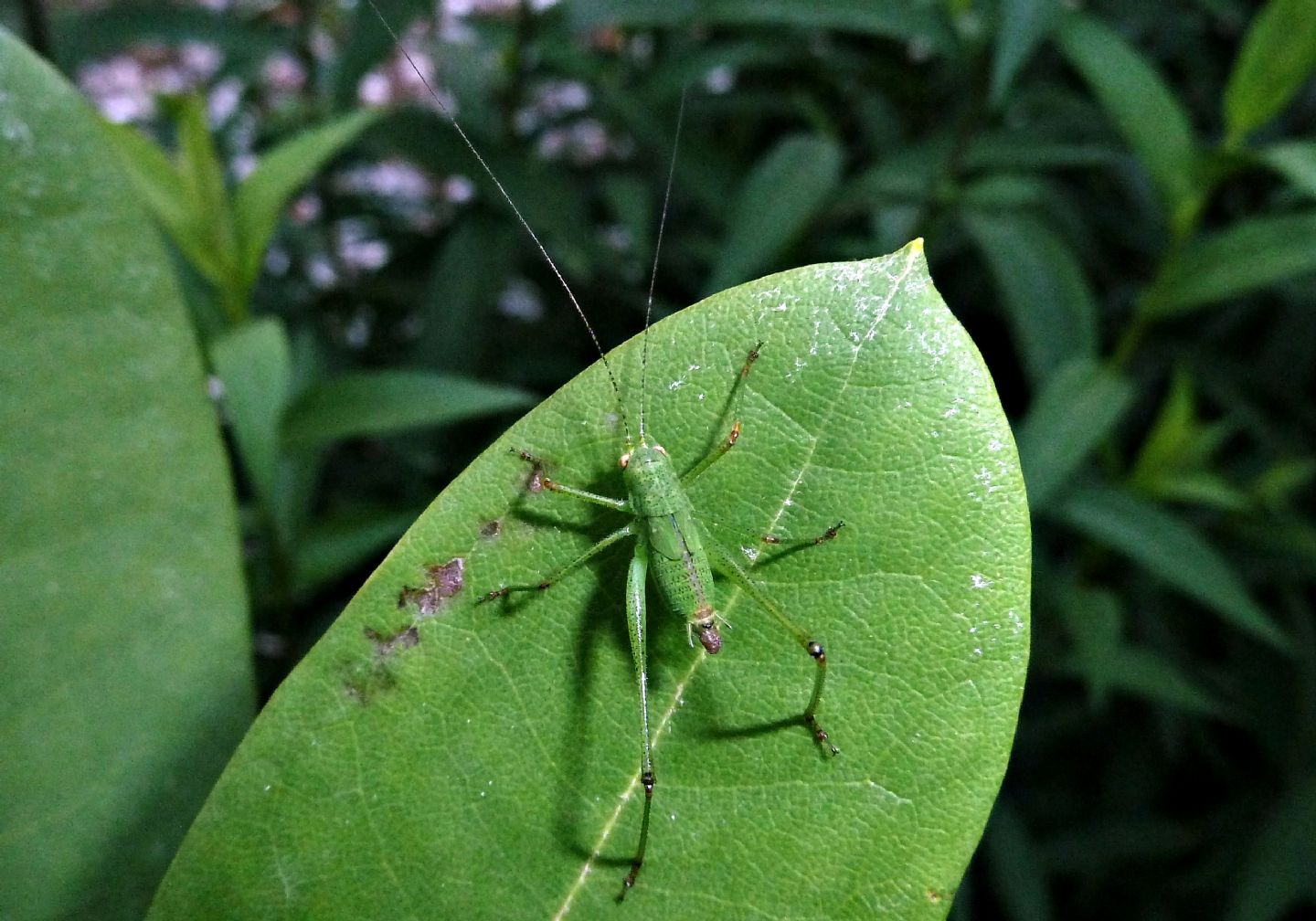 Ninfa di Phaneroptera nana