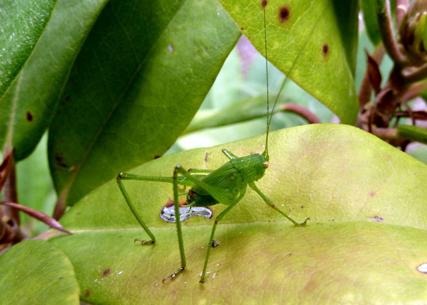 Ninfa di Phaneroptera nana