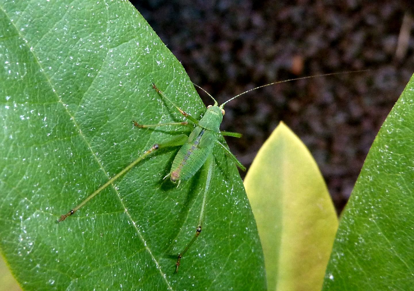 Ninfa di Phaneroptera nana