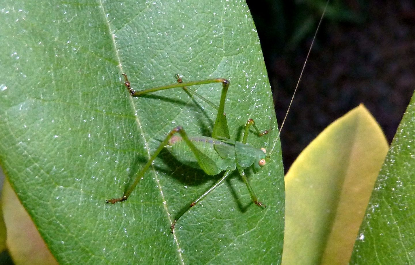 Ninfa di Phaneroptera nana