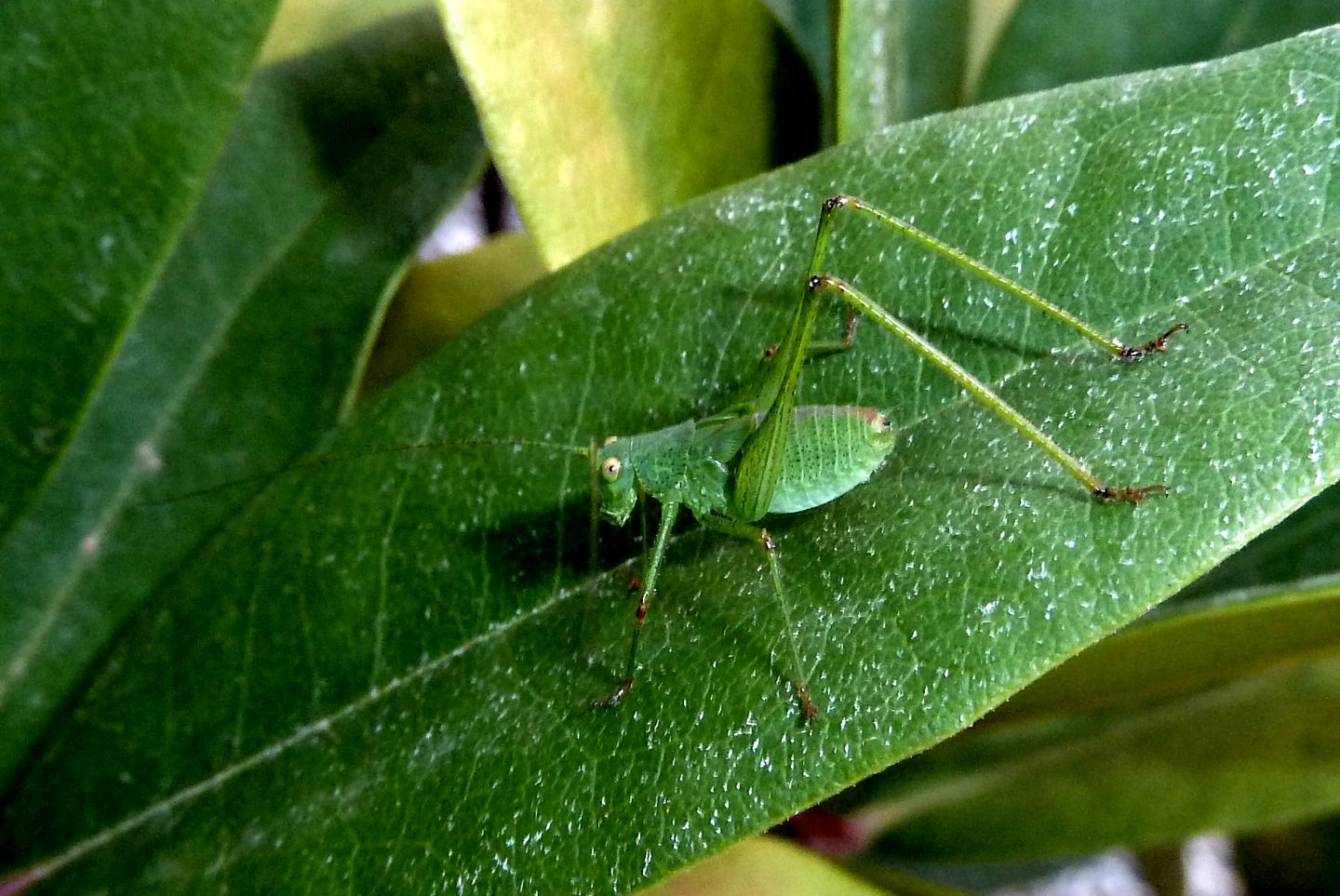 Ninfa di Phaneroptera nana