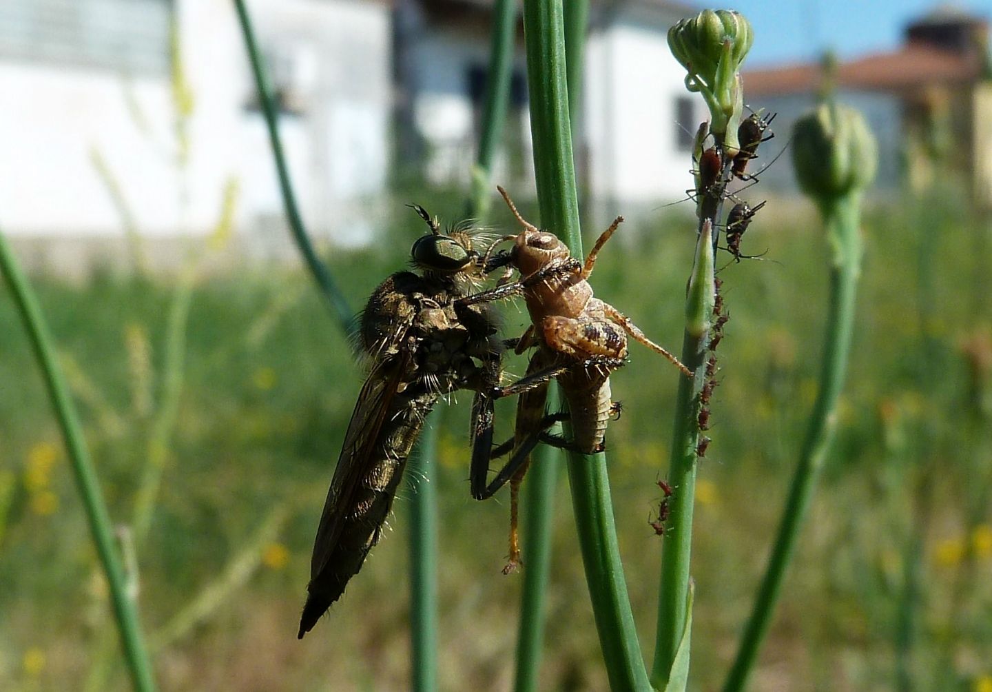 Galleria di insetti predatori e loro prede