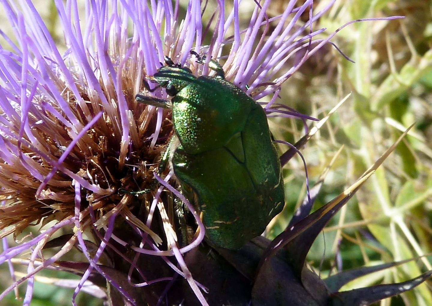 Cetonia aurata ssp. sicula