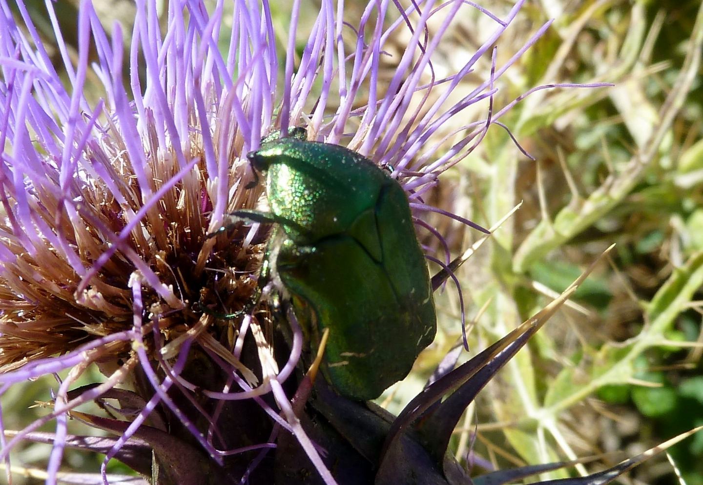 Cetonia aurata ssp. sicula