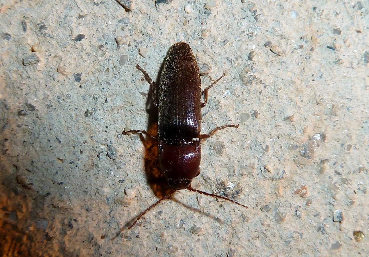 Melanotus dichrous - Elateridae