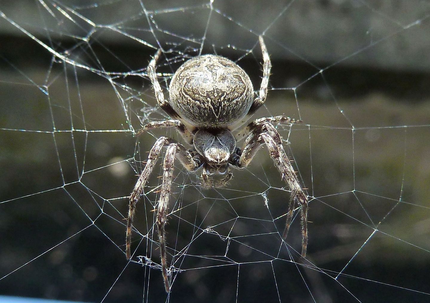 Larinioides sclopetarius - Turbigo (MI)