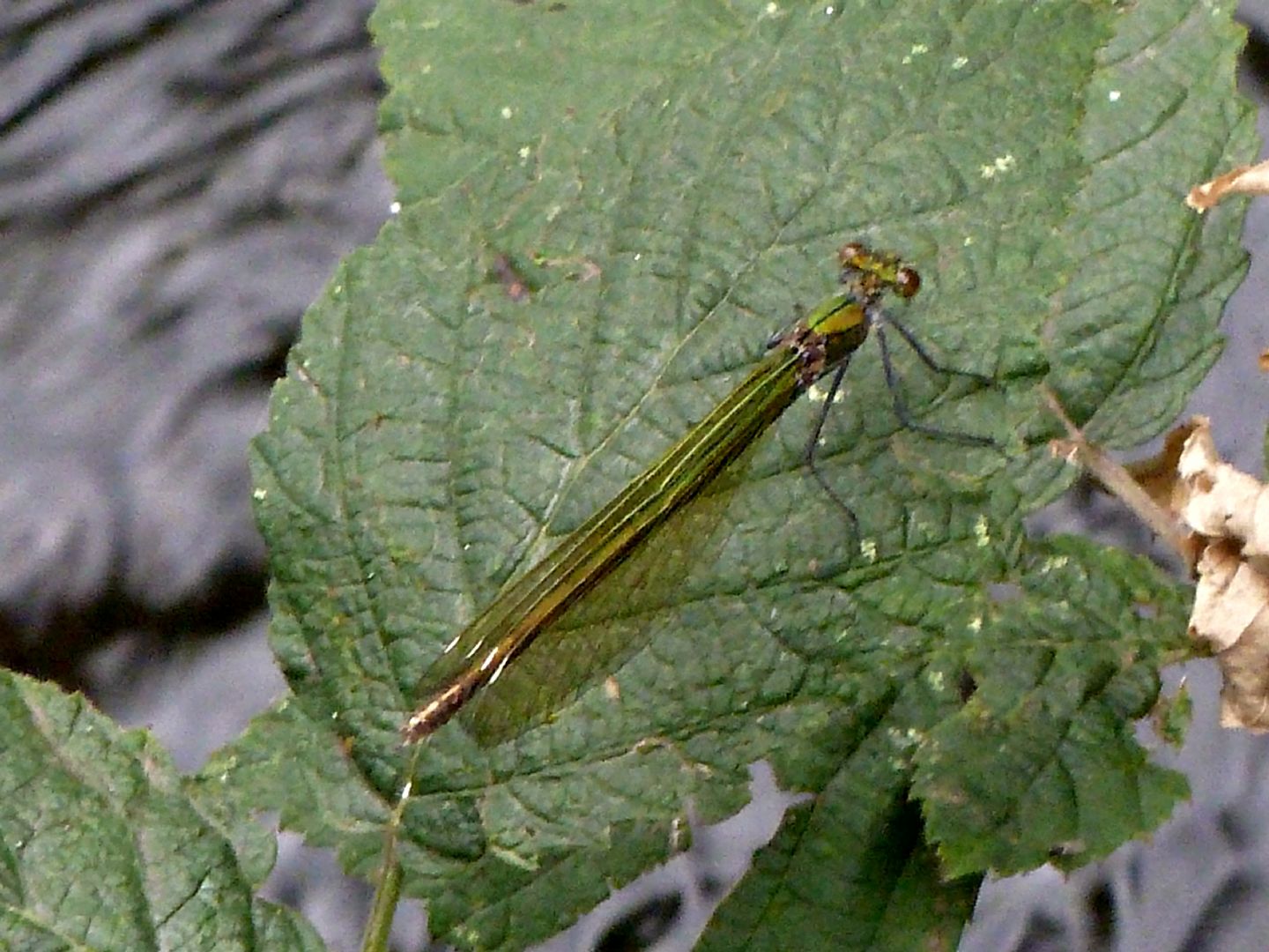 Zigottero da determinare: Calopteryx splendens caprai