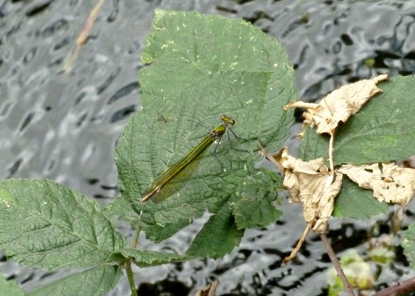 Zigottero da determinare: Calopteryx splendens caprai