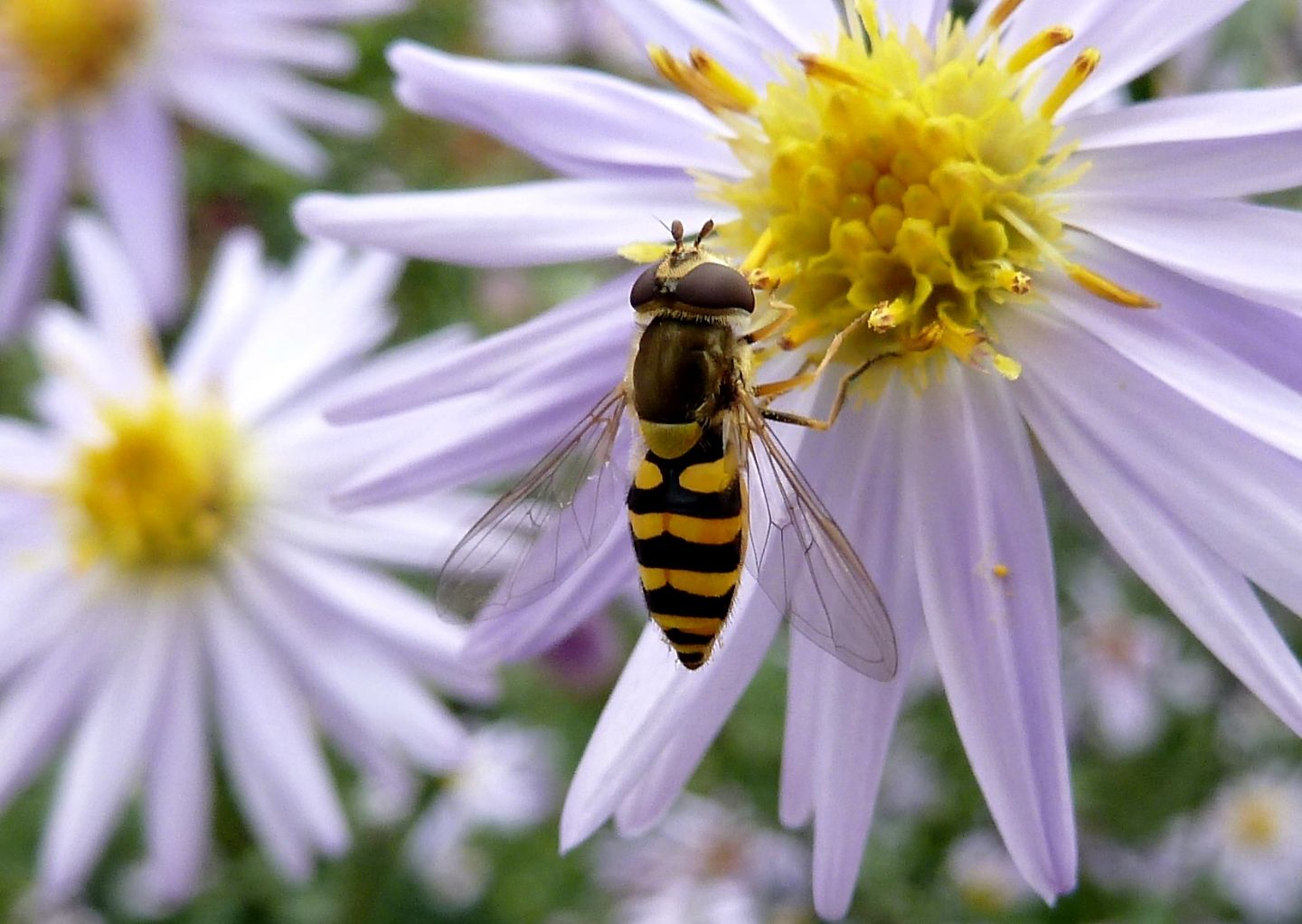 Sirfide su settembrini - Syrphus vitripennis F