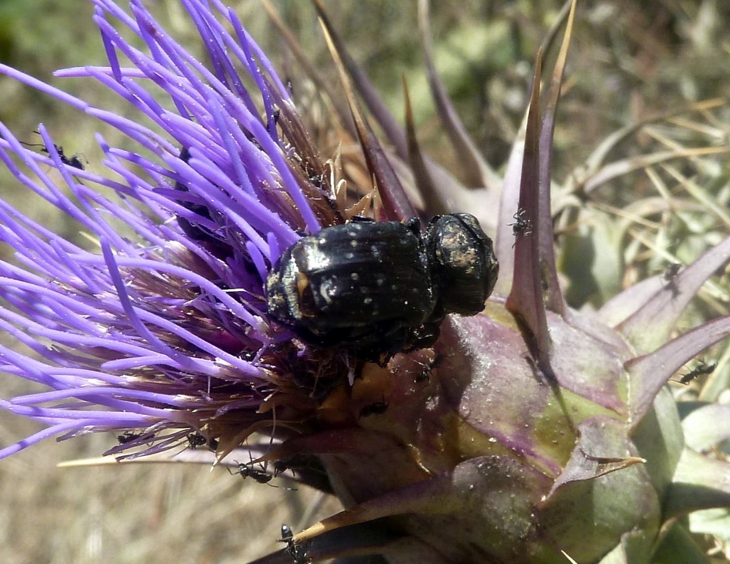 Oxythyrea funesta, Cetoniidae