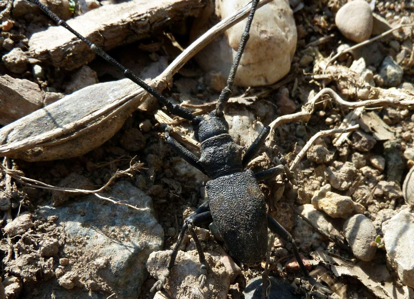 Morimus asper asper, Cerambycidae