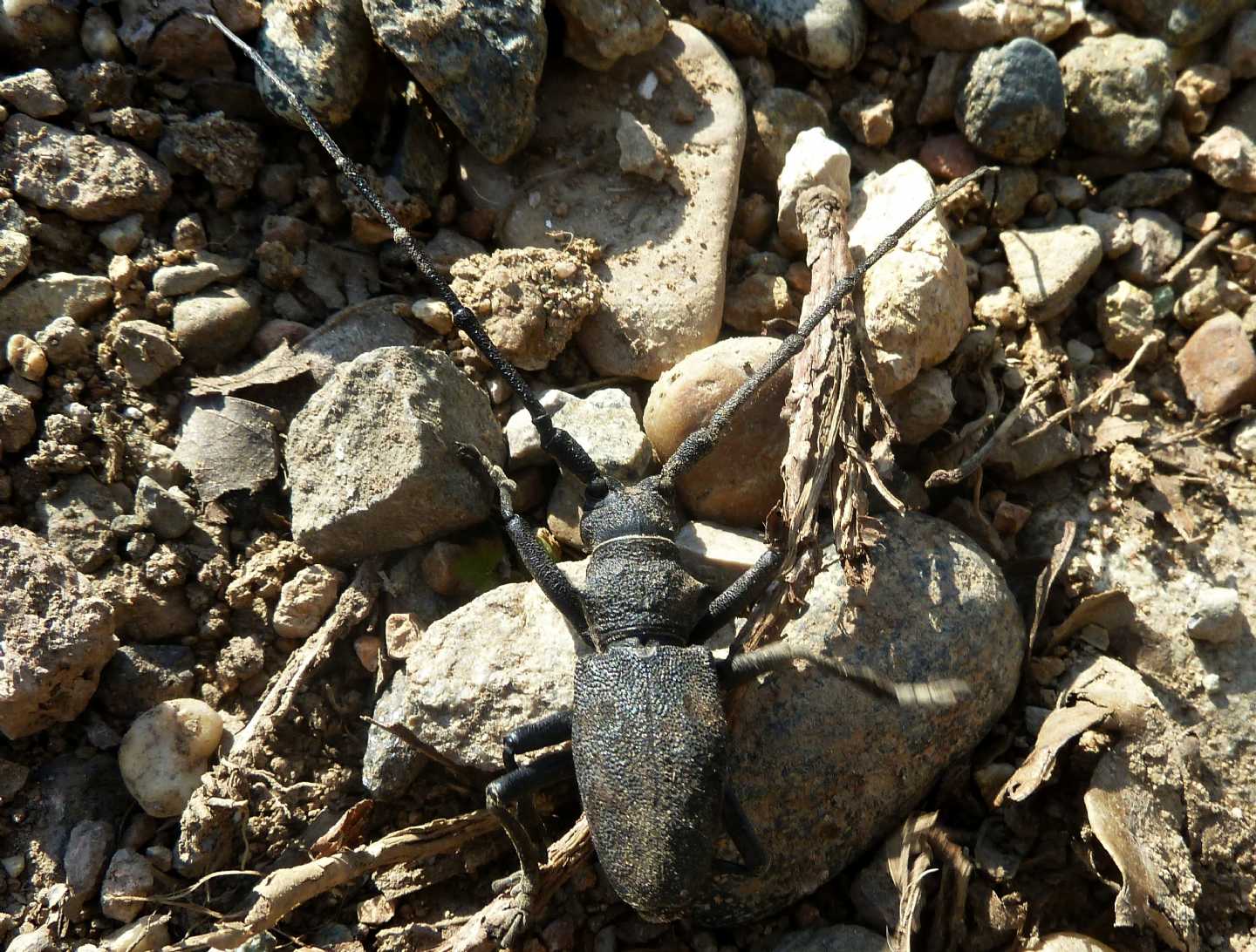 Morimus asper asper, Cerambycidae
