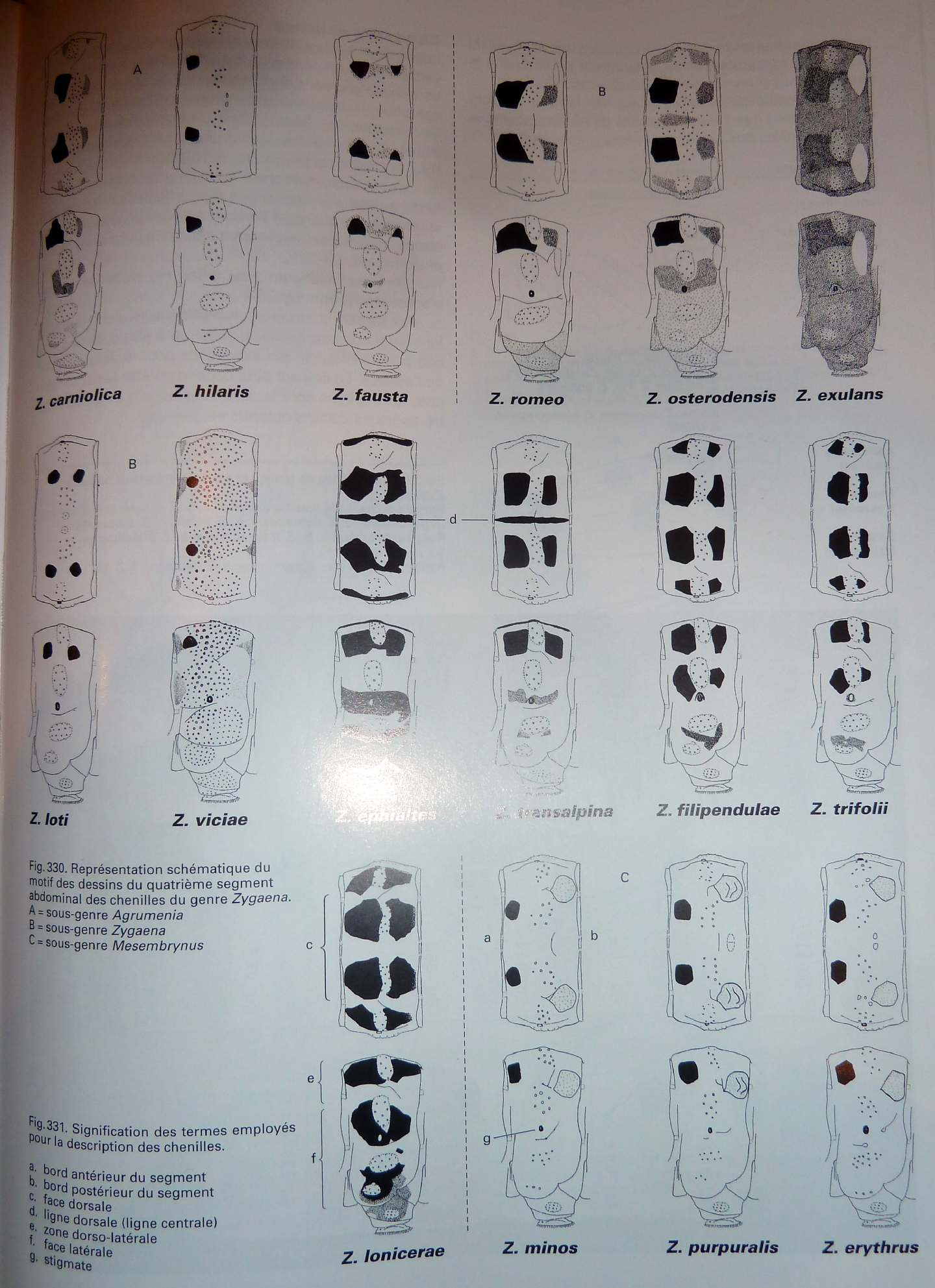 Confronto identificativo di larve di Zygaena spp.