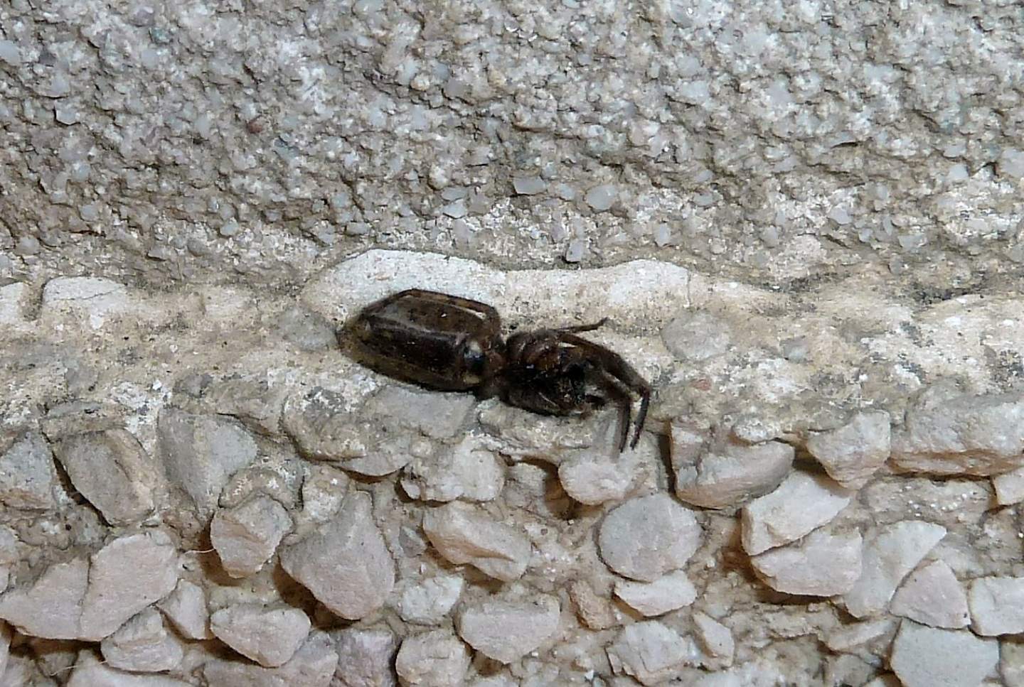 Segestria sp. predata da Pompilidae - Cassano (VA)