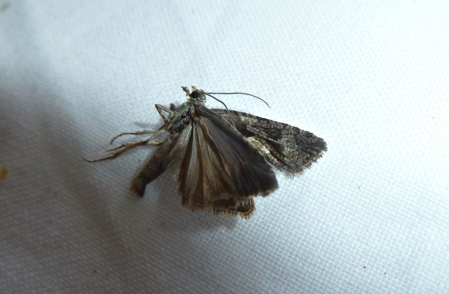 Tortricidae, cfr. Cnephasia sp.