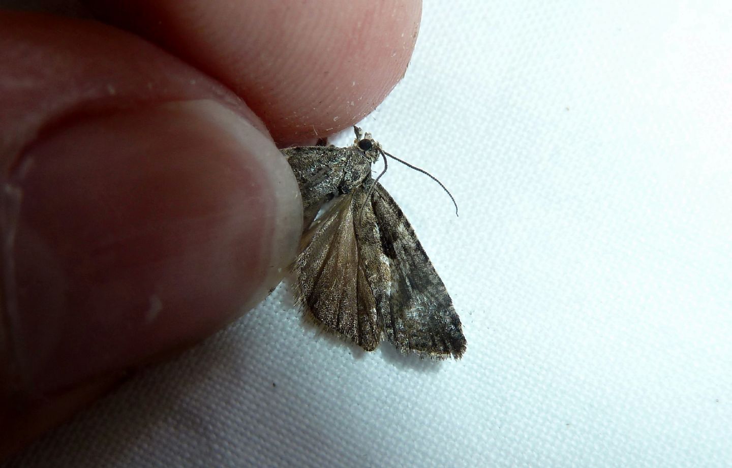 Tortricidae, cfr. Cnephasia sp.