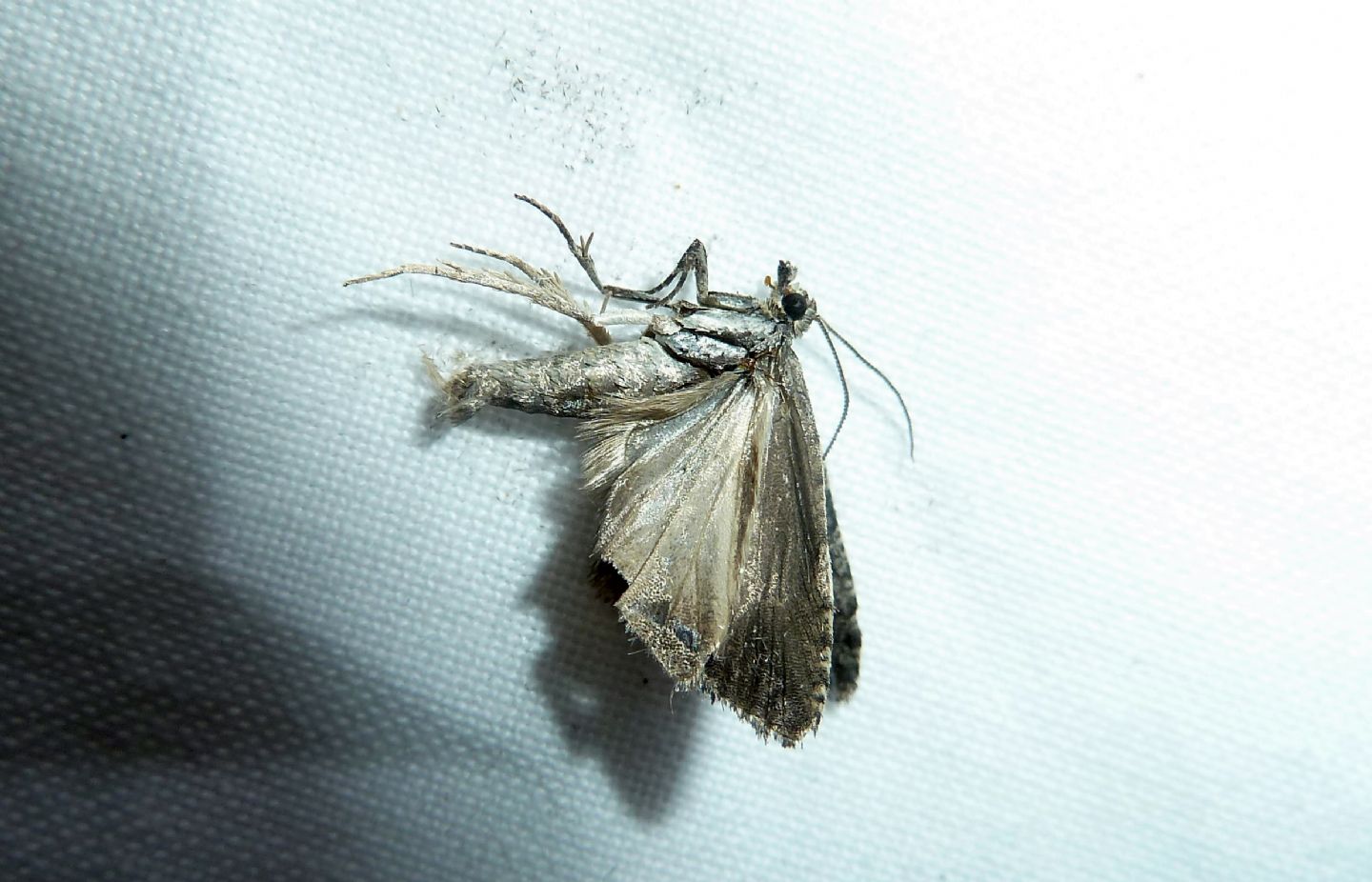 Tortricidae, cfr. Cnephasia sp.