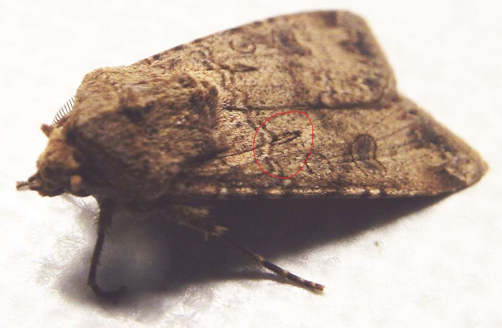 Noctuidae: Helicoverpa armigera?   No!,  Agrotis segetum, maschio