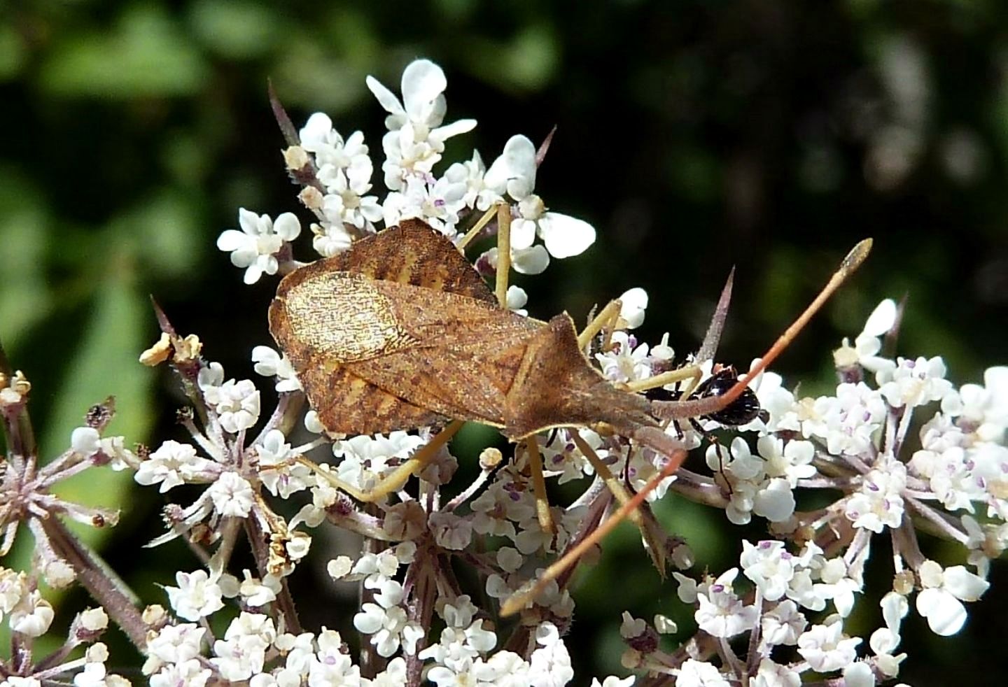 Syromastus rhombeus (Monti Nebrodi)