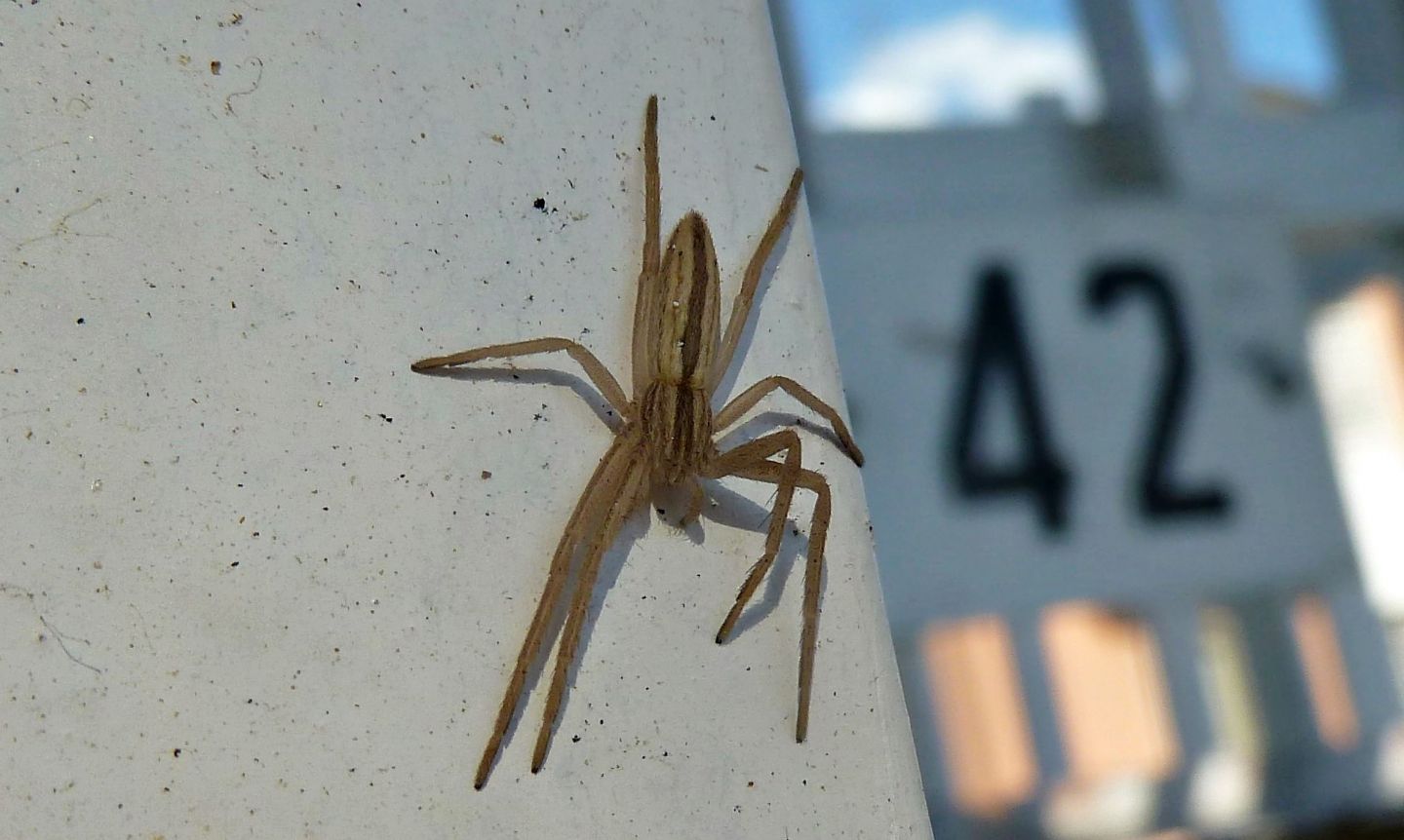 Tibellus sp.   -  Cassano Magnago (VA)