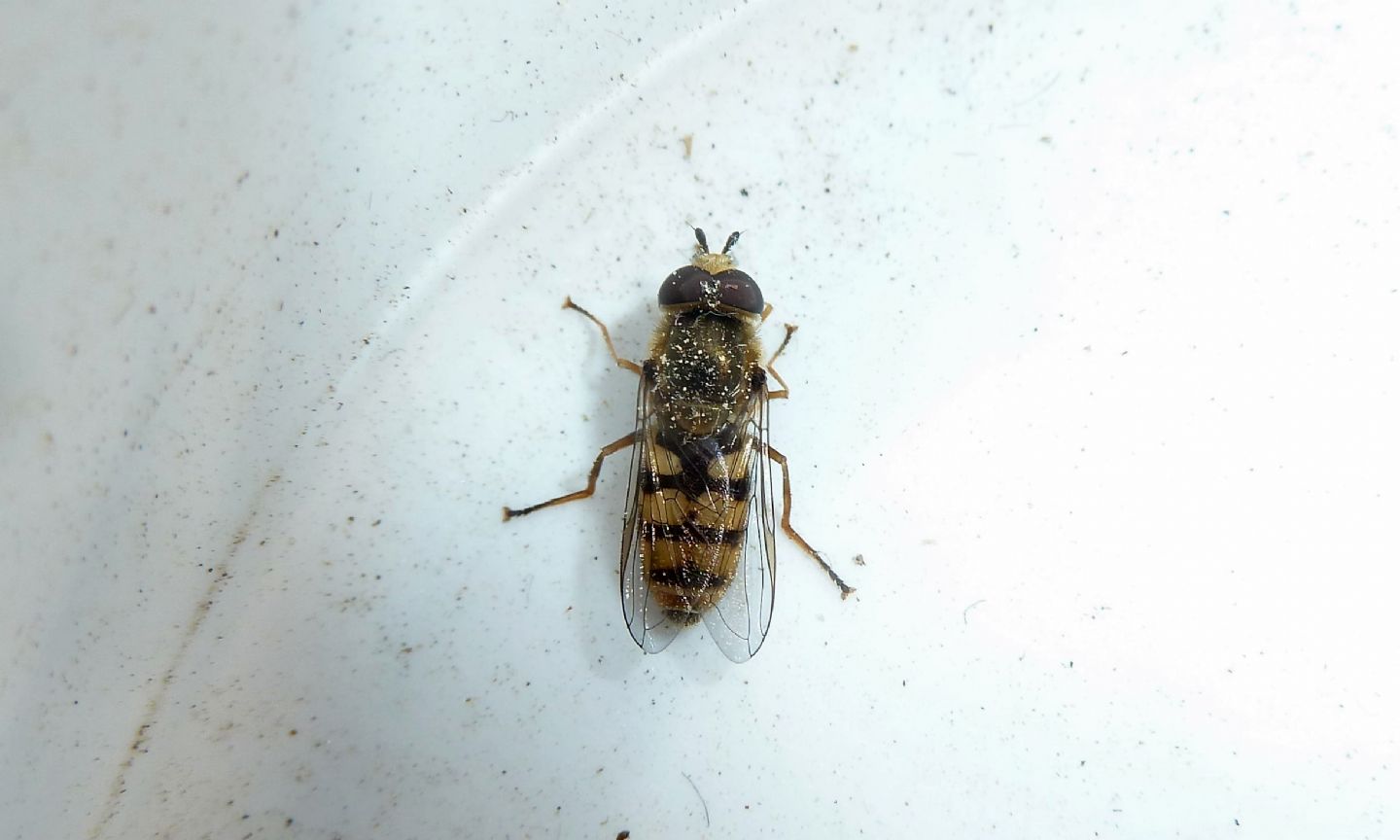 Eupeodes corollae maschio (Syrphidae)