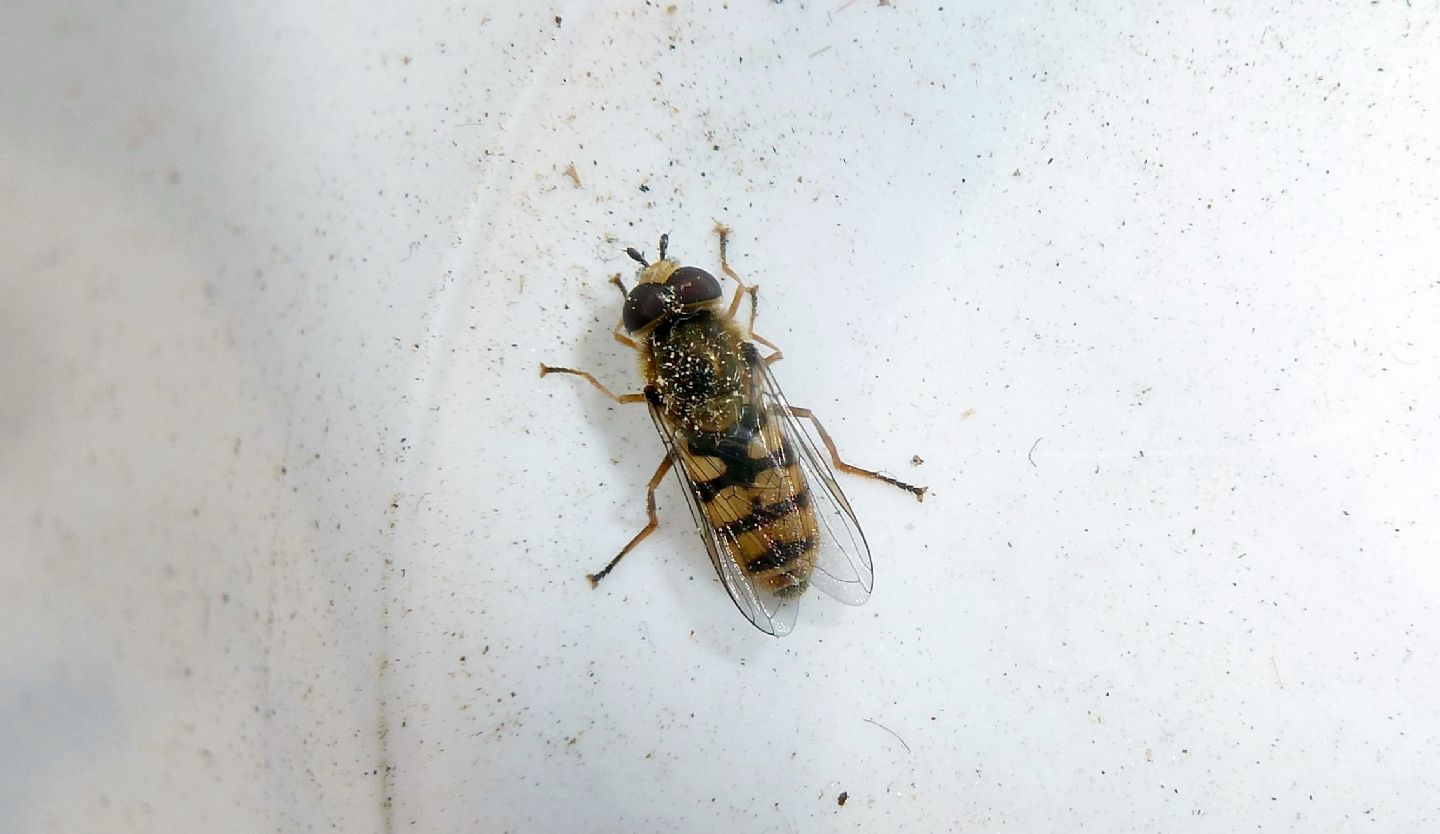 Eupeodes corollae maschio (Syrphidae)