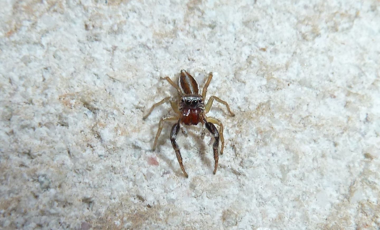 Salticidae:  Icius sp. (cfr. hamatus?)  - Cassano Magnago (VA)